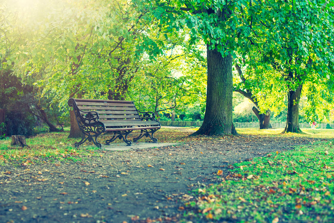 Bench Under a Tree in Park
